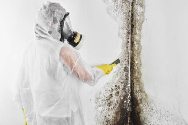 Mold Removal and Inspection in Atlanta, GA