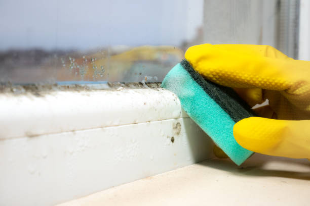 Mold Testing and Removal in Atlanta, GA
